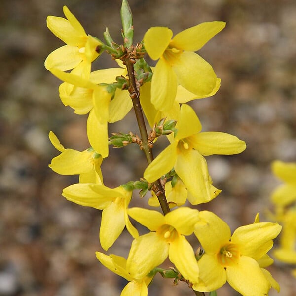 ARBORIX - 2 x Mimosa de Paris 'Lynwood' - Forsythia intermedia 'Lynwood'  - 50-60 cm pot - large