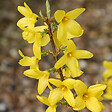 ARBORIX - 2 x Mimosa de Paris 'Lynwood' - Forsythia intermedia 'Lynwood'  - 50-60 cm pot - vignette