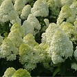 ARBORIX - Hortensia paniculé 'Limelight' - Hydrangea Paniculata 'Limelight'  - 60-80 cm pot - vignette