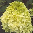 ARBORIX - Hortensia paniculé 'Limelight' - Hydrangea Paniculata 'Limelight'  - 60-80 cm pot - vignette