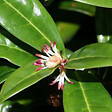 ARBORIX - 2 x Sarcococca hookeriana 'Humilis' - Sarcococca hookeriana 'Humilis'  - 20-25 cm pot - vignette