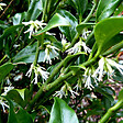 ARBORIX - 2 x Sarcococca hookeriana 'Humilis' - Sarcococca hookeriana 'Humilis'  - 20-25 cm pot - vignette