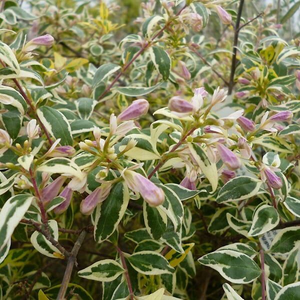ARBORIX - 2 x Abelia 'Francis Moon' - Abelia grandiflora 'Francis Mason'  - 25-30 cm pot - large