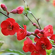ARBORIX - 2 x Cognassier du Japon - Chaenomeles superba 'Fire Dance'  - 30-40 cm pot - vignette