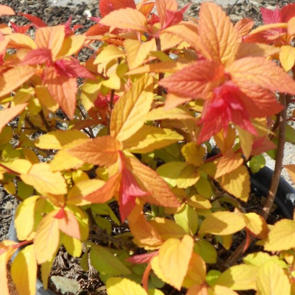 ARBORIX - 2 x Spirée Japonaise 'Goldflame' - Spiraea Japonica 'Goldflame'  - 20-25 cm pot - large