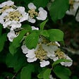 ARBORIX - 2 x Viorne de Chine 'Tomentosum' - Viburnum Plicatum Tomentosum  - 40-60 cm pot - vignette
