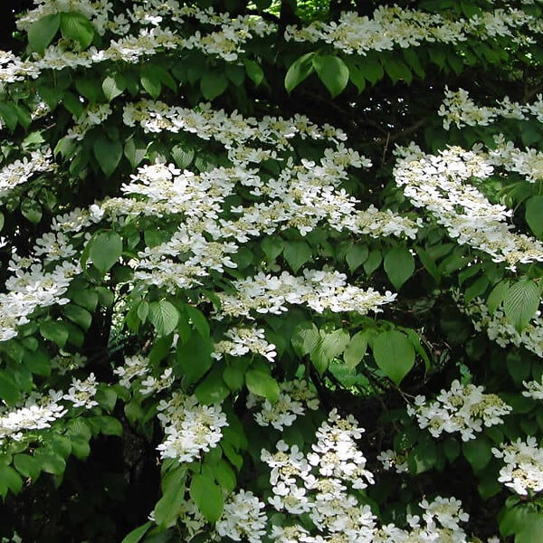 ARBORIX - 2 x Viorne de Chine 'Tomentosum' - Viburnum Plicatum Tomentosum  - 40-60 cm pot - large