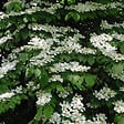 ARBORIX - 2 x Viorne de Chine 'Tomentosum' - Viburnum Plicatum Tomentosum  - 40-60 cm pot - vignette