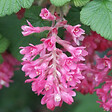 ARBORIX - 2 x Groseillier à fleurs - Ribes sanguineum 'King Edward Vii'  - 50-60 cm pot - vignette