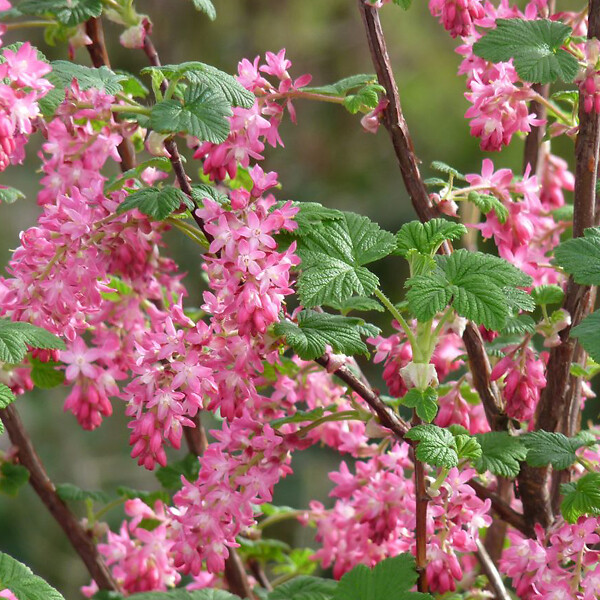 ARBORIX - 2 x Groseillier à fleurs - Ribes sanguineum 'King Edward Vii'  - 50-60 cm pot - large