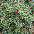 ARBORIX - 6 x Cotonéaster 'Skogholm' - Cotoneaster Suecicus 'Skogholm'  - 20-25 cm godet de 9cm x 9cm - vignette