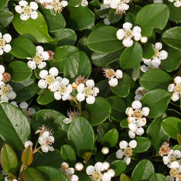 ARBORIX - 6 x Cotonéaster 'Skogholm' - Cotoneaster Suecicus 'Skogholm'  - 20-25 cm godet de 9cm x 9cm - large