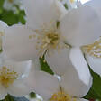 ARBORIX - 2 x Seringat 'Virginal' - Philadelphus 'Virginal'  - 50-60 cm pot - vignette