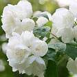 ARBORIX - 2 x Seringat 'Virginal' - Philadelphus 'Virginal'  - 50-60 cm pot - vignette