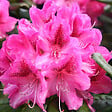 ARBORIX - Rhododendron 'Cosmopolitan' - Rhododendron 'Cosmopolitan'  - 40-50 cm pot - vignette