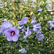 ARBORIX - Mauve en arbre 'Oiseau Bleu' - Hibiscus Syriacus 'Oiseau Bleu'  - 40-60 cm pot - vignette