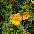ARBORIX - 2 x Potentille arbustive 'Tangerine' - Potentilla Fruticosa 'Tangerine'  - 25-30 cm pot - vignette