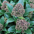 ARBORIX - Skimmia du Japon 'Fragrant Cloud' - Skimmia japonica 'Fragrant Cloud'  - 30-35 cm pot - vignette