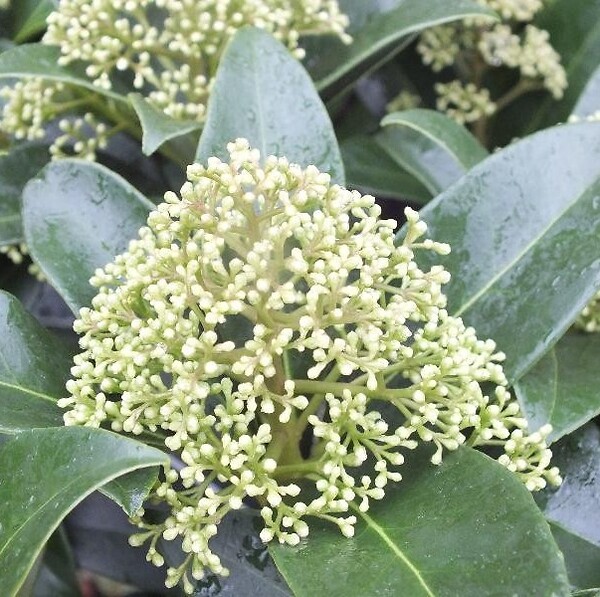 ARBORIX - Skimmia du Japon 'Fragrant Cloud' - Skimmia japonica 'Fragrant Cloud'  - 30-35 cm pot - large