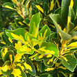 ARBORIX - Fusain du Japon 'Aureus' - Euonymus Japonicus 'Aureus' (= 'Luna')  - 60-80 cm pot - vignette