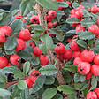 ARBORIX - 6 x Cotonéaster 'Coral Beauty' - Cotoneaster Suecicus 'Coral Beauty'  - 20-25 cm godet de 9cm x 9cm - vignette