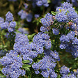 ARBORIX - 2 x Lilas de Californie 'Concha' - Ceanothus 'Concha'  - 30-40 cm pot - vignette
