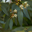 ARBORIX - Fusain ailé - Eucalyptus Gunnii  - 60-80 cm pot - vignette
