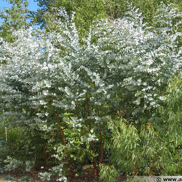 ARBORIX - Fusain ailé - Eucalyptus Gunnii  - 60-80 cm pot - large