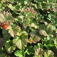 ARBORIX - 6 x Ronce 'Betty Ashburner' - Rubus 'Betty Ashburner'  - godet 9cm x 9cm - vignette