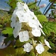 ARBORIX - 2 x Hortensia à feuilles de chêne 'Snow Queen' - Hydrangea Quercifolia 'Snow Queen'  - 30-40 cm pot - vignette