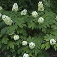 ARBORIX - 2 x Hortensia à feuilles de chêne 'Snow Queen' - Hydrangea Quercifolia 'Snow Queen'  - 30-40 cm pot - vignette