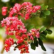 ARBORIX - Lilas des Indes Rouge - Lagerstroemia indica - vignette