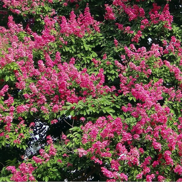 ARBORIX - Lilas des Indes Rouge - Lagerstroemia indica - large
