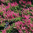 ARBORIX - Lilas des Indes Rouge - Lagerstroemia indica - vignette