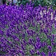 ARBORIX - 2 x Lavande fine 'Dwarf blue' - Lavandula Angustifolia 'Dwarf Blue'  - pot - vignette