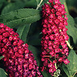 ARBORIX - 2 x Arbre aux papillons 'Royal Red' - Buddleja Davidii 'Royal Red'  - 40-60 cm pot - vignette