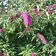 ARBORIX - 2 x Arbre aux papillons 'Royal Red' - Buddleja Davidii 'Royal Red'  - 40-60 cm pot - vignette