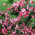 ARBORIX - 2 x Escallonia 'Donard Radiance' - Escallonia 'Donard Radiance'  - 40-50 cm pot - vignette