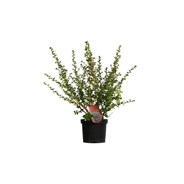 ARBORIX - 2 x Escallonia 'Donard Radiance' - Escallonia 'Donard Radiance'  - 40-50 cm pot - large