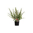 ARBORIX - 2 x Escallonia 'Donard Radiance' - Escallonia 'Donard Radiance'  - 40-50 cm pot - vignette