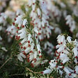 ARBORIX - 2 x Bruyère des neiges Blanc - Erica Carnea  - 15-20 cm pot - vignette