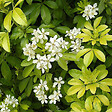 ARBORIX - 2 x Oranger du Mexique - Choisya Ternata  - 25-30 cm pot - vignette