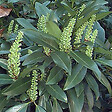 ARBORIX - 2 x Laurier-Cerise - Prunus laurocerasus 'Zabeliana'  - 30-50 cm pot - vignette