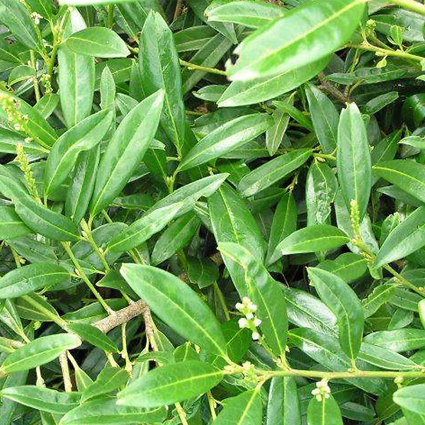 ARBORIX - 2 x Laurier-Cerise - Prunus laurocerasus 'Zabeliana'  - 30-50 cm pot - large
