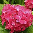 ARBORIX - 2 x Hortensia 'Deutschland' - Hydrangea macrophylla 'Deutschland'  - 25-30 cm pot - vignette