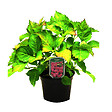 ARBORIX - 2 x Hortensia 'Deutschland' - Hydrangea macrophylla 'Deutschland'  - 25-30 cm pot - vignette