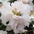 ARBORIX - 2 x Rhododendron 'Dora Amateis' - Rhododendron 'Dora Amateis'  - 20-30 cm pot - vignette
