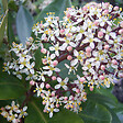 ARBORIX - Skimmia du Japon 'Rubella' - Skimmia Japonica 'Rubella'  - 30-35 cm pot - vignette