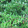 ARBORIX - 2 x Chèvrefeuille à cupule - Lonicera Pileata  - 15-20 cm pot - vignette