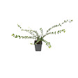 ARBORIX - 2 x Chèvrefeuille à cupule - Lonicera Pileata  - 15-20 cm pot - vignette